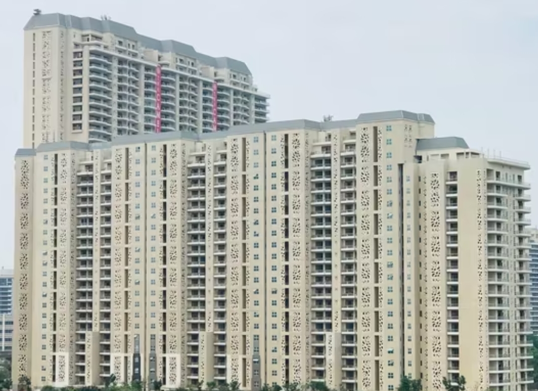 DLF Camellias
