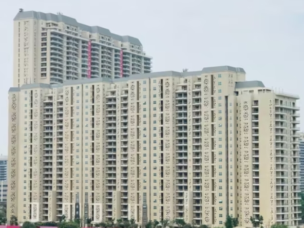 DLF Camellias