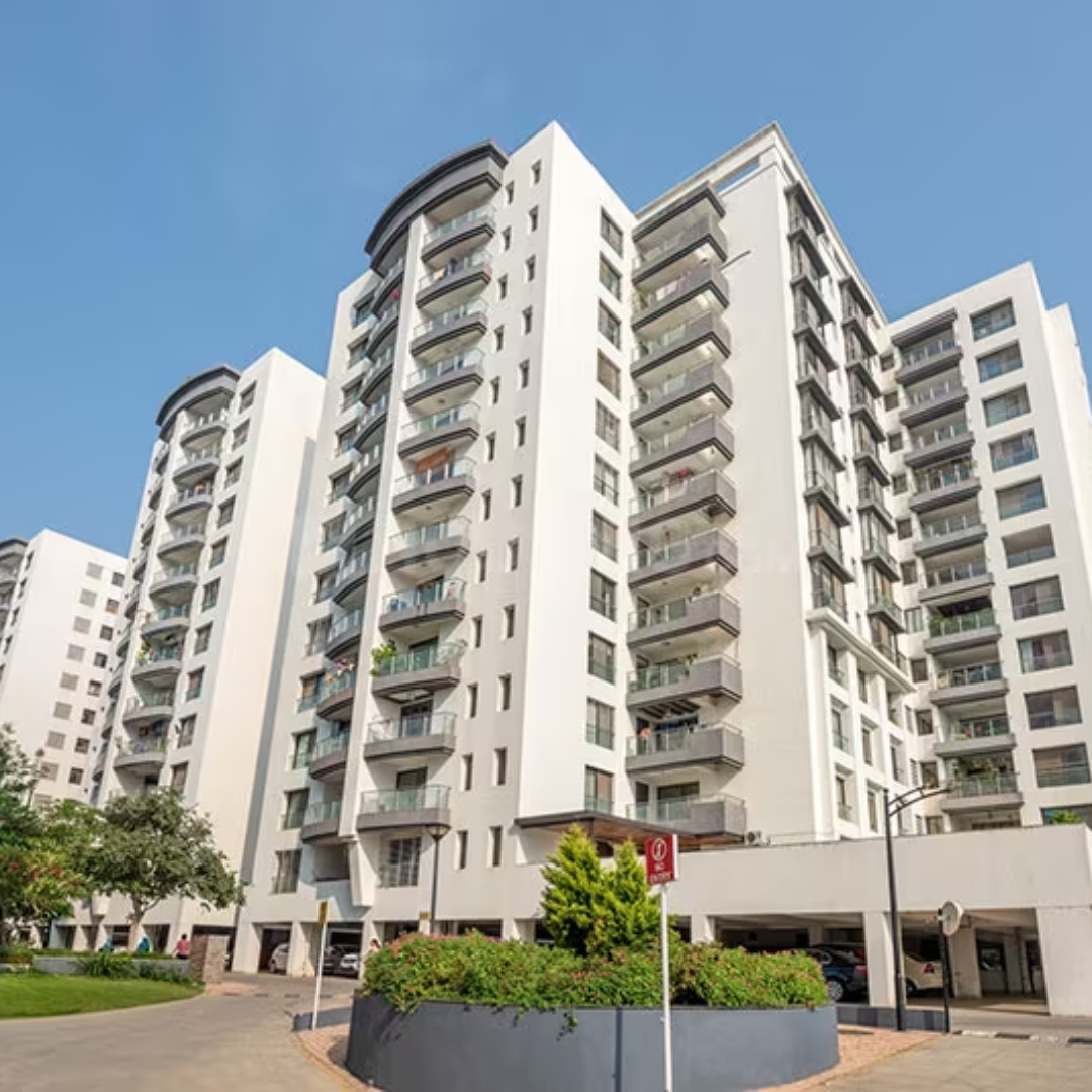 Pride Purple Park Titanium