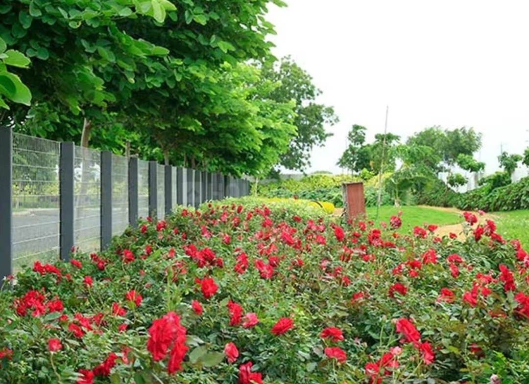 Western meadows