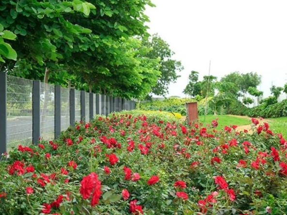 Western meadows
