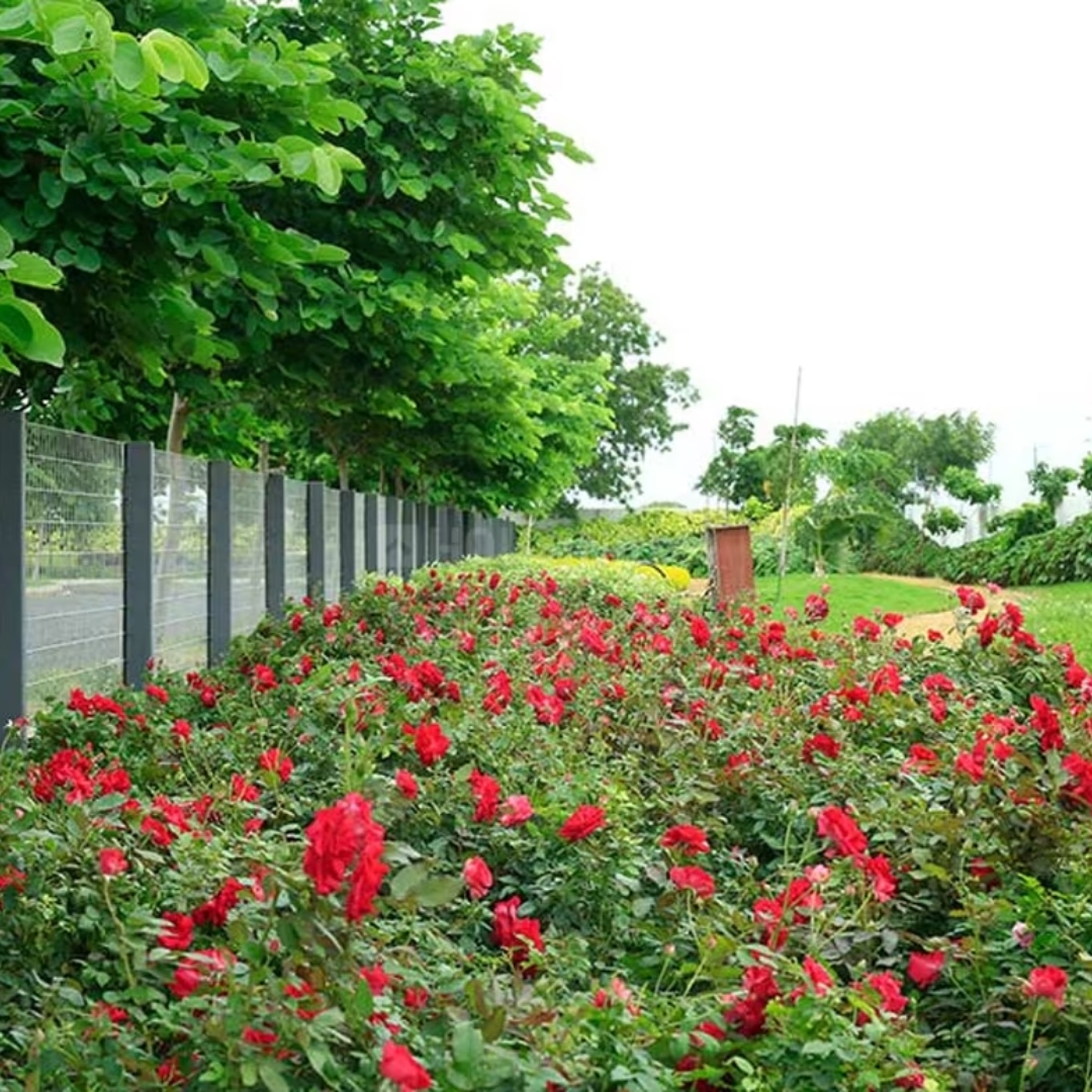 Western meadows