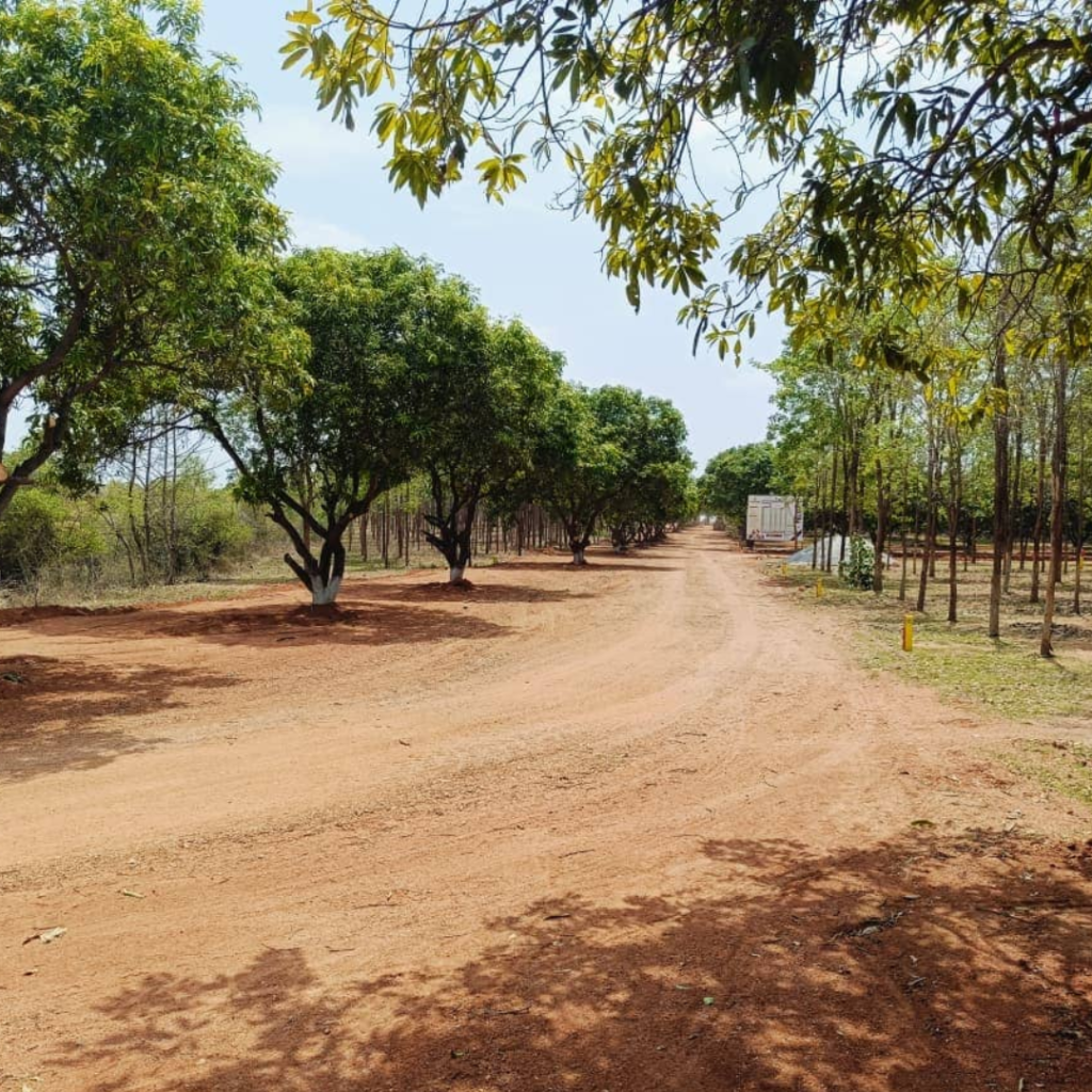 Mango Meadows