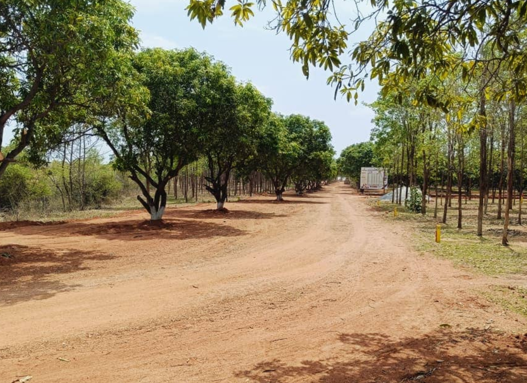 Mango Meadows