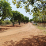 Mango Meadows