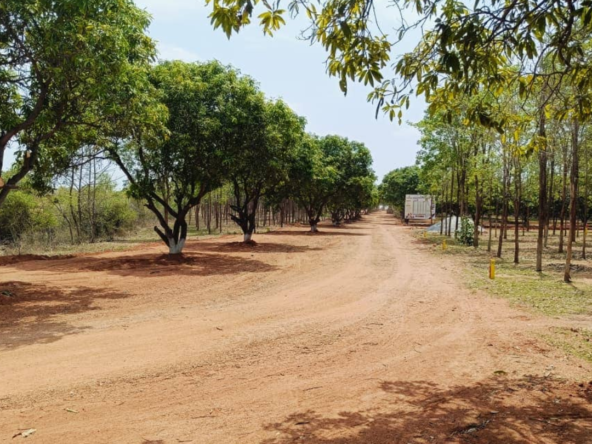 Mango Meadows